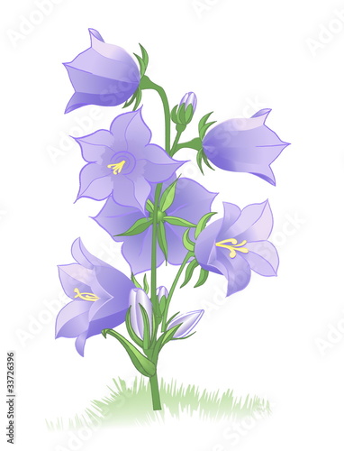 bluebells blooming in the meadow