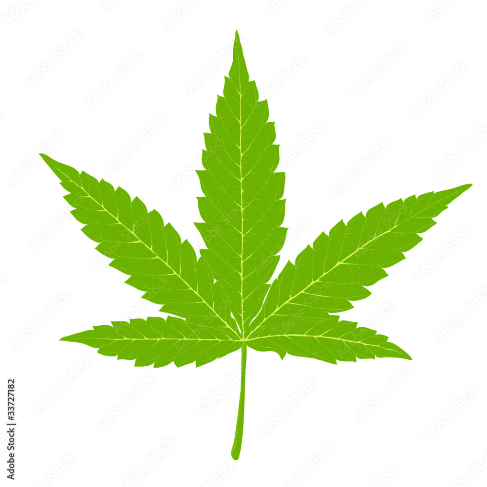Cannabis leaf. Fully edutable by layers, vector (eps8). Cannabis leaf. Fully edutable by layers, vector (eps8).