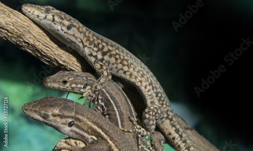lizards on each other sleeping together on a branch