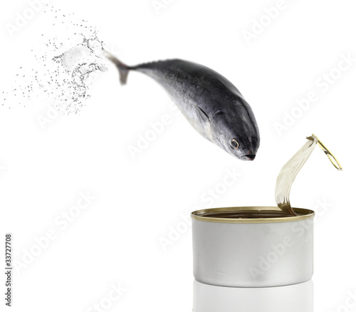 Tuna fish jumping into the can