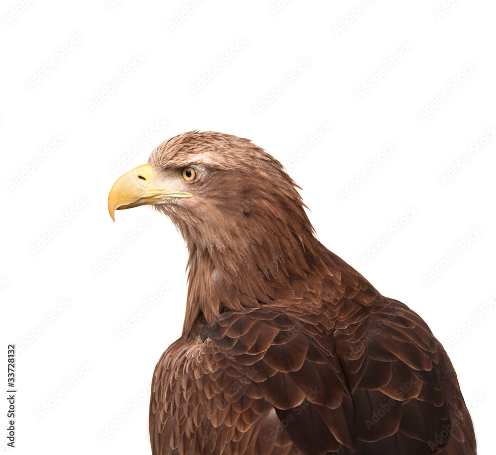 Obraz premium Eagle isolated