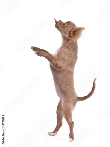 Chihuahua puppy standing on hind legs making funny face