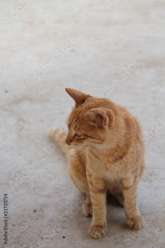 チャトラ猫 © tomo