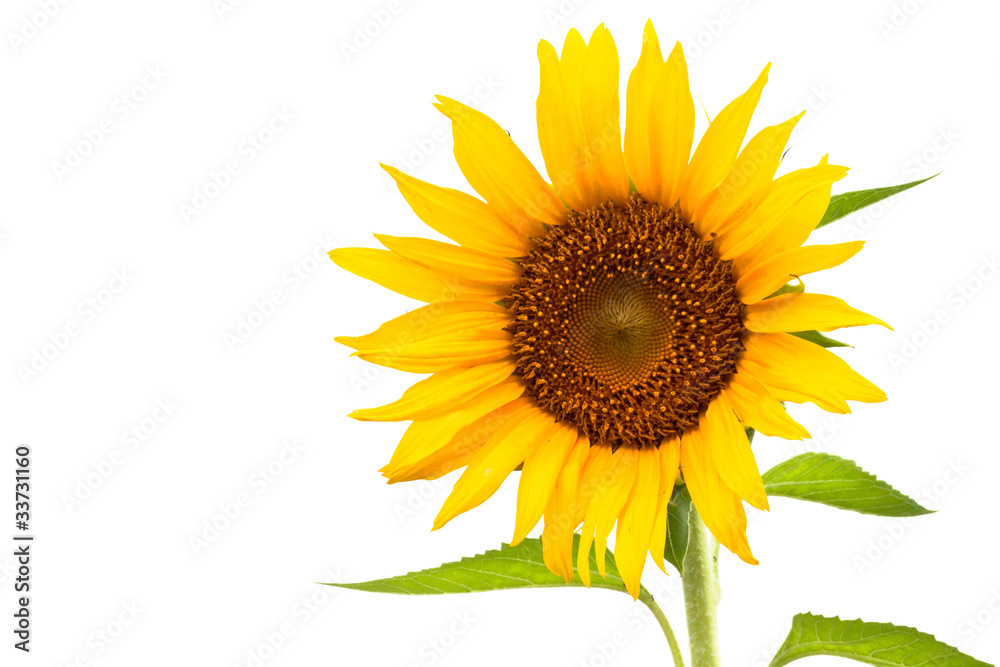 Obraz premium Sunflower