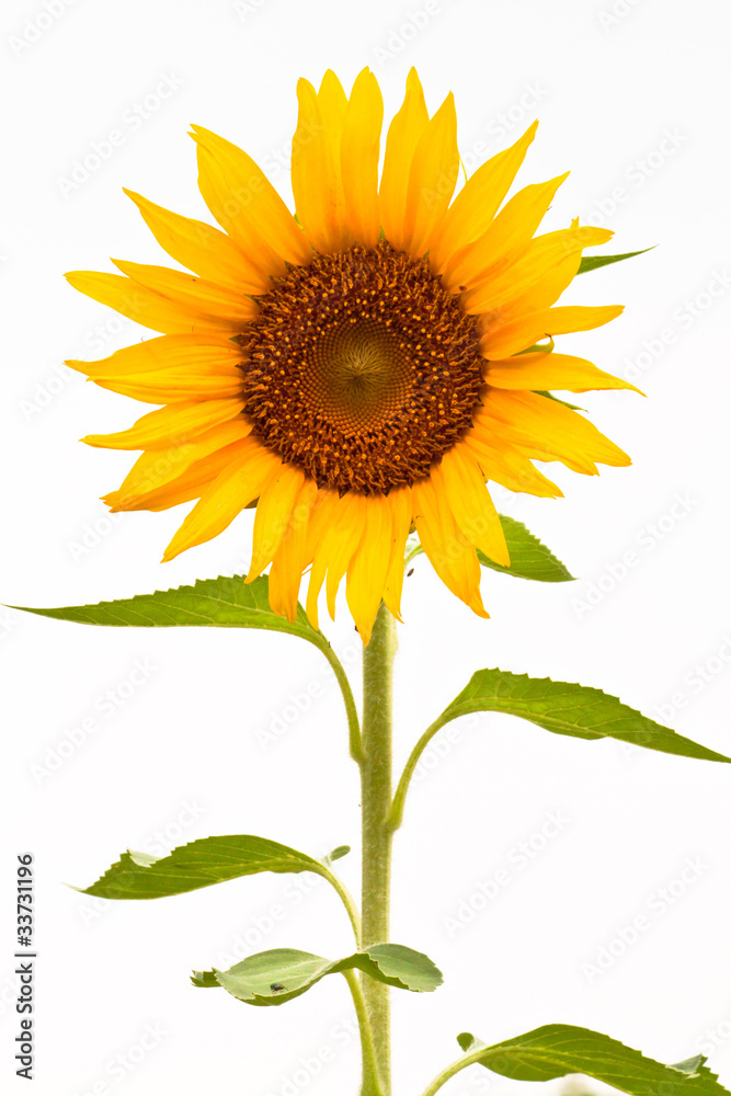 Fototapeta premium Sunflower