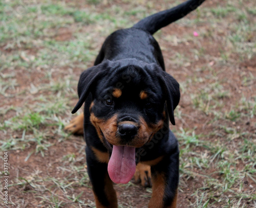 rottweiler cucciolo sorridente