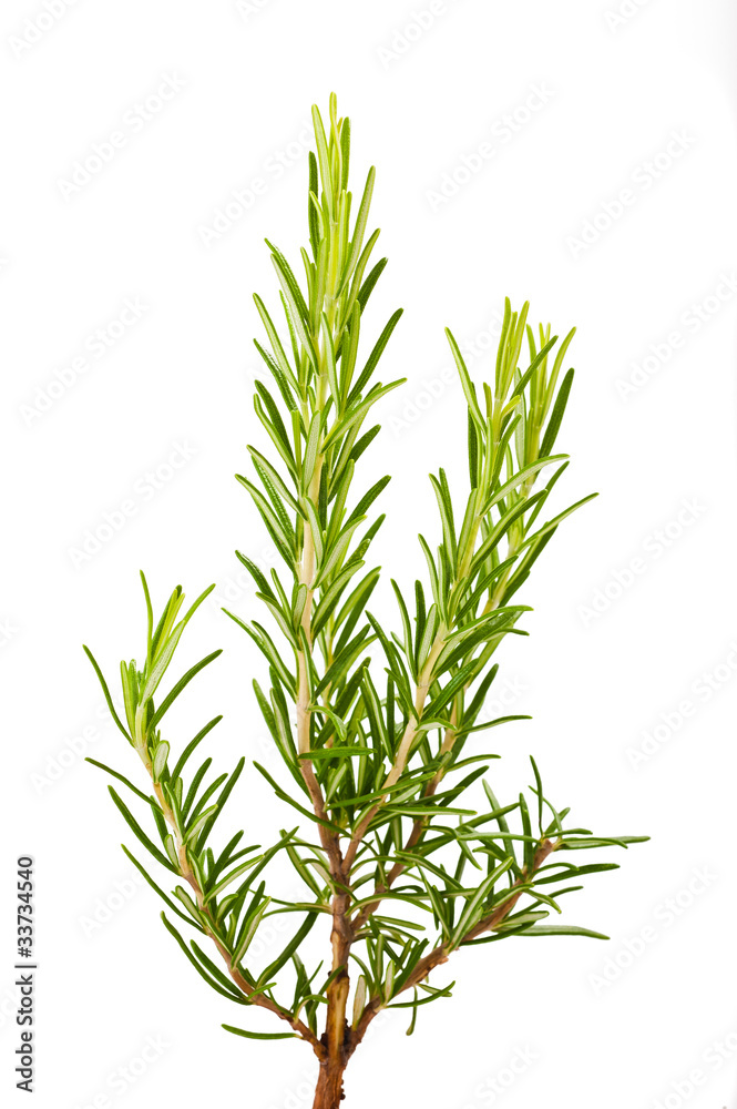Rosemary Rosemary