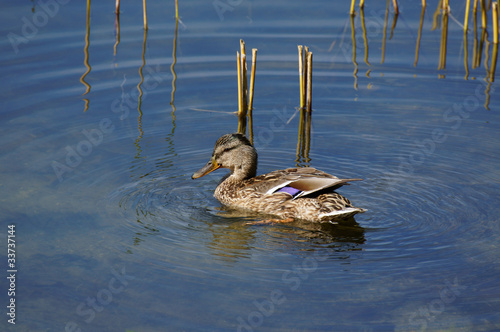 Stockente Anas platyrhynchos Weibchen photo