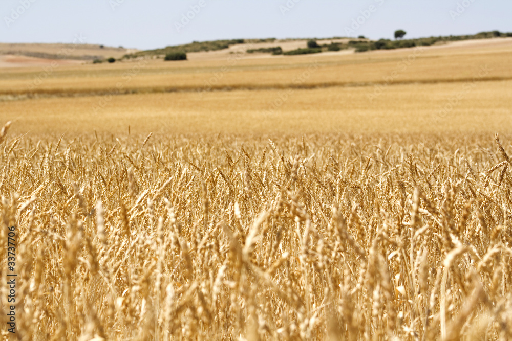 Fototapeta premium Campo de Trigo