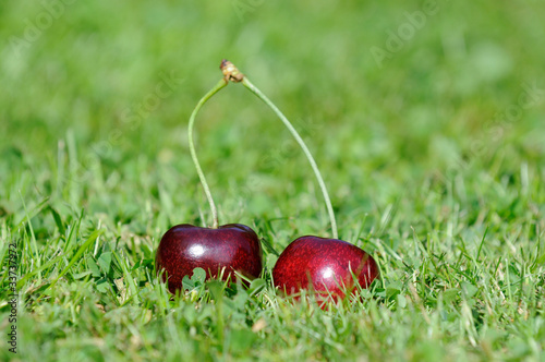 Kirschen im Gras photo