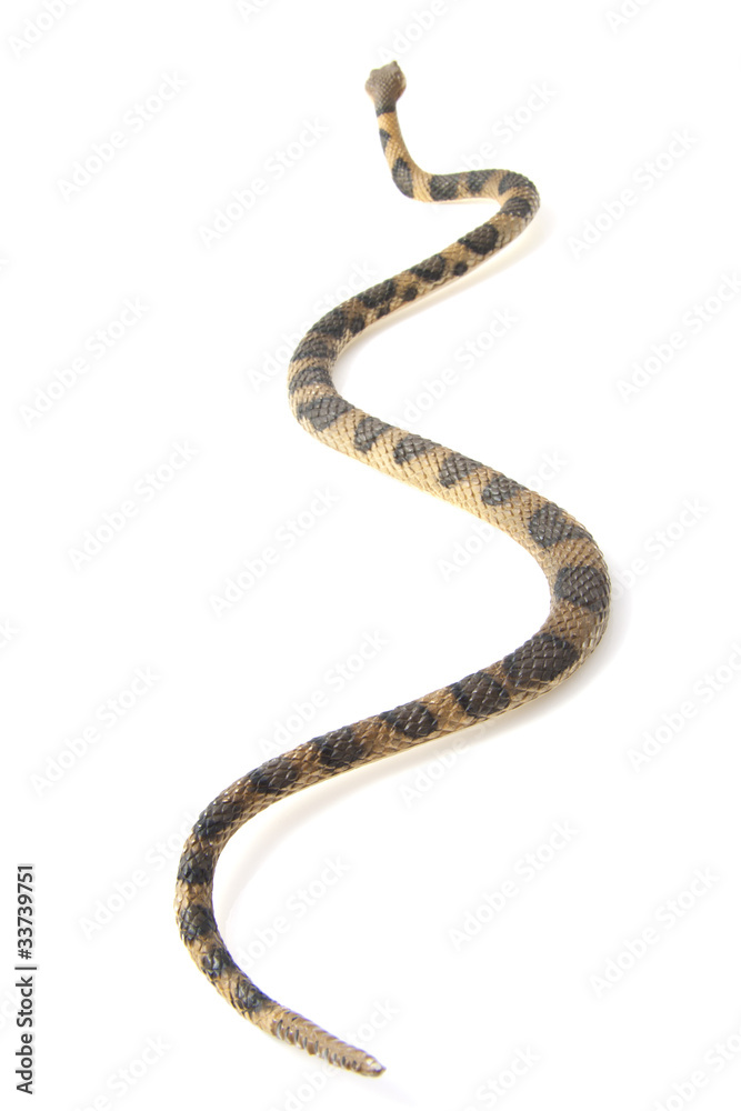 Fototapeta premium Creeping snake