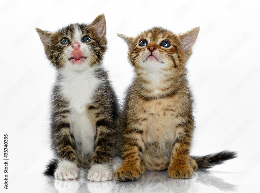 Kittens on a white background