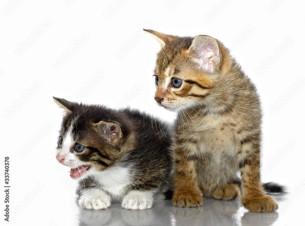 Kittens on a white background