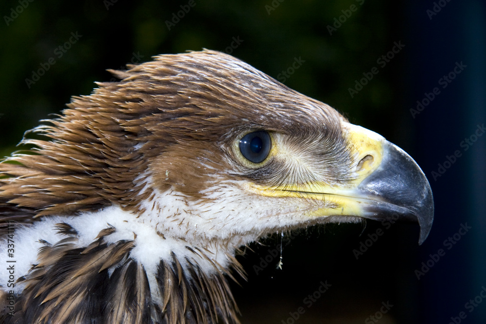 Fototapeta premium Young imperial eagle (Aquila heliaca)