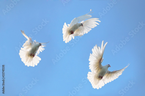 Group white doves in the sky