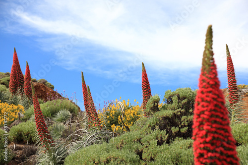 Tenerife plants