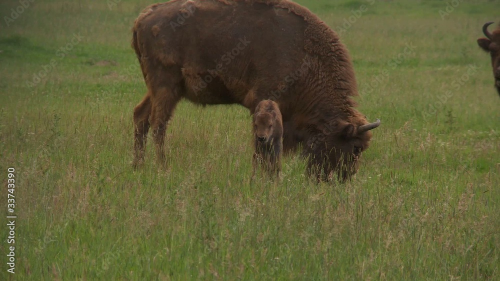 wisent wisent
