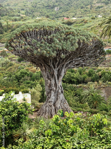 Dragon tree - Tenerife