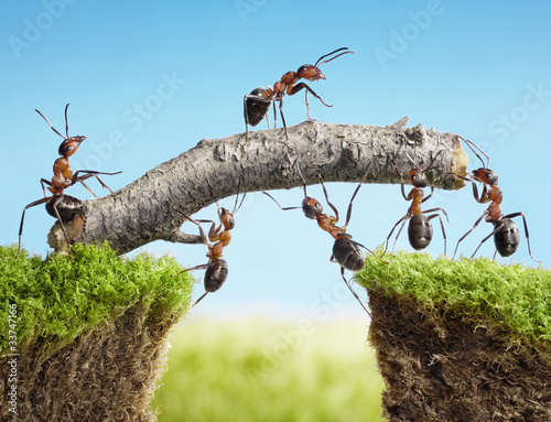 teamwork, team of ants costructing bridge