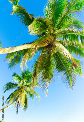 Palms Leaves Sea