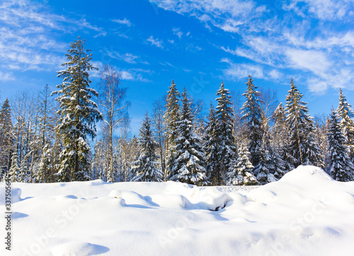 Beautiful Winter Landscape with snow covered trees