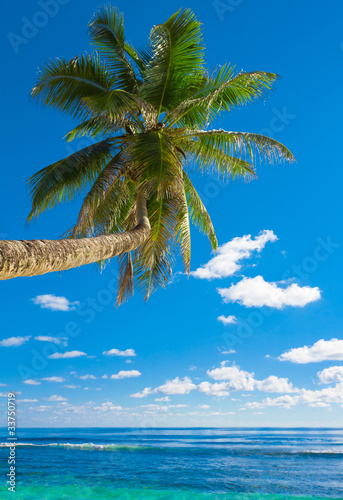 Paradise Scene Palm