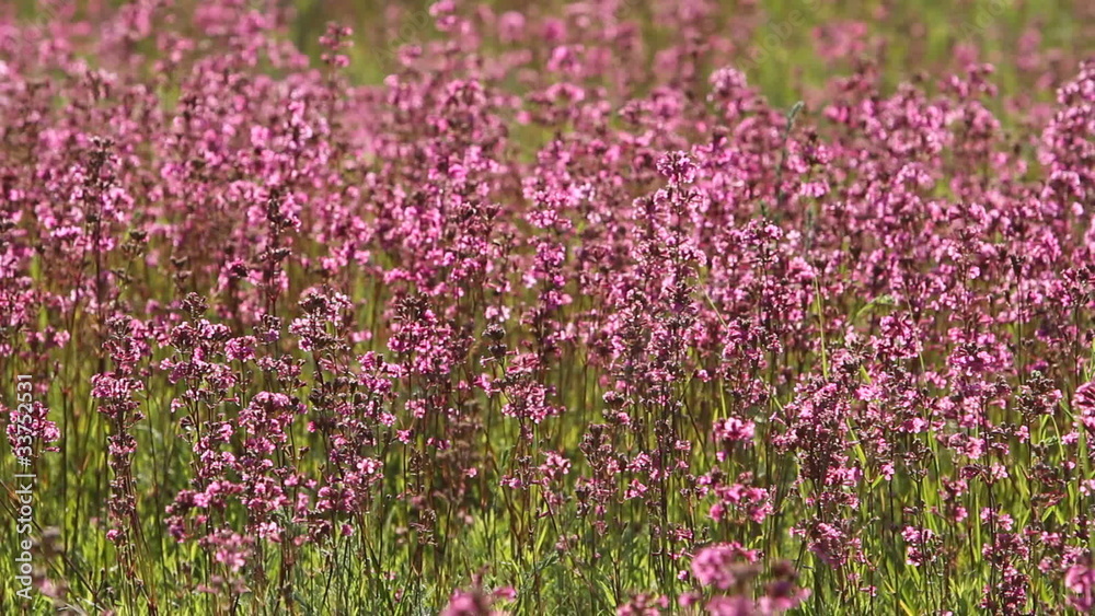 purple wildflowers in the meadow, full hd video purple wildflowers in the meadow, full hd video