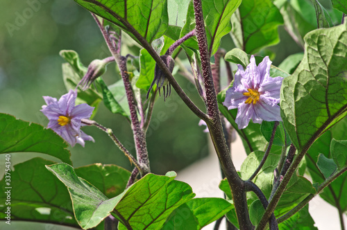 fiore di melanzana