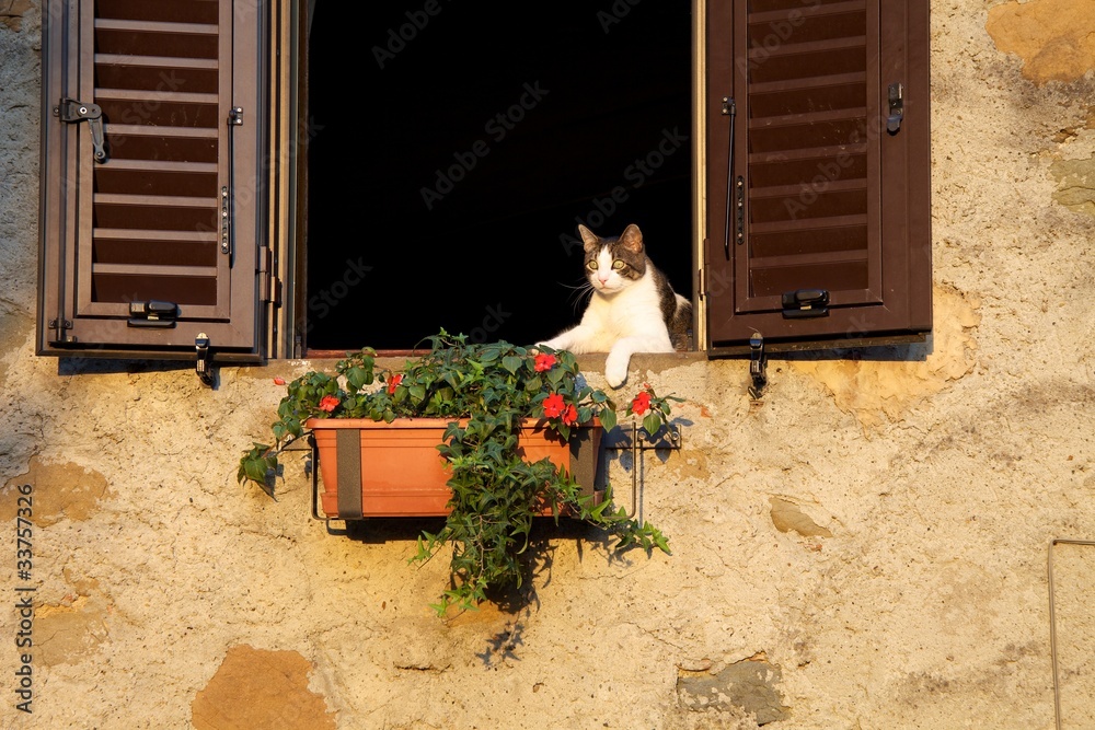 Foto Stock Gatto alla finestra | Adobe Stock