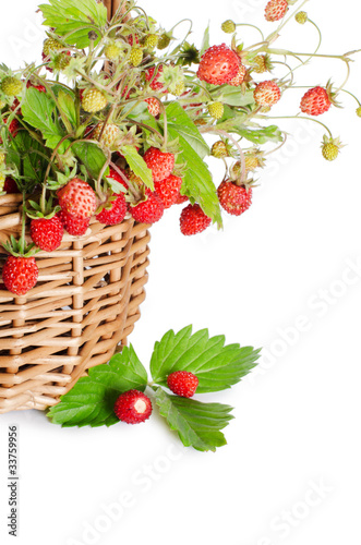 Fresh wild strawberry