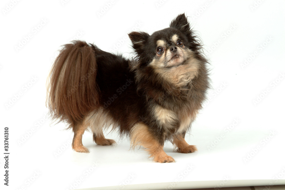 Obraz premium petit chien de compagnie de profil en studio