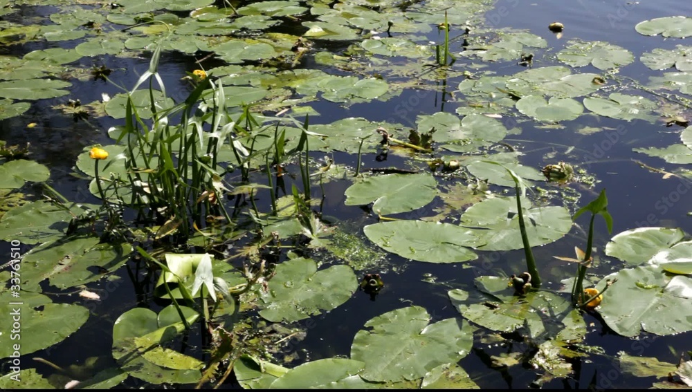 Water lilies growing in a river. Water lilies growing in a river.