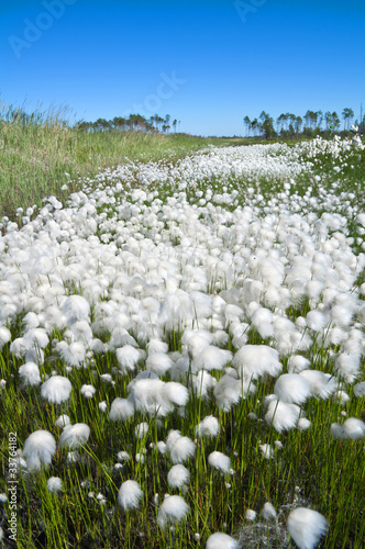 Summer Landscape with Cotton Grass. Russia, Western Siberia