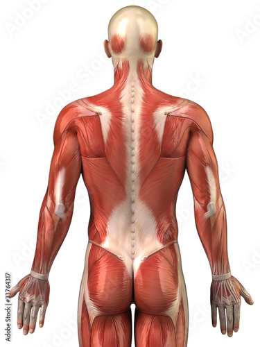Man back muscular system posterior view