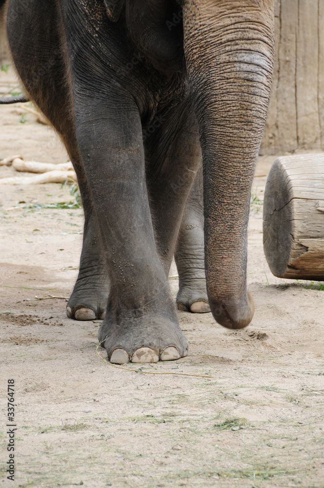 Obraz premium Elefant