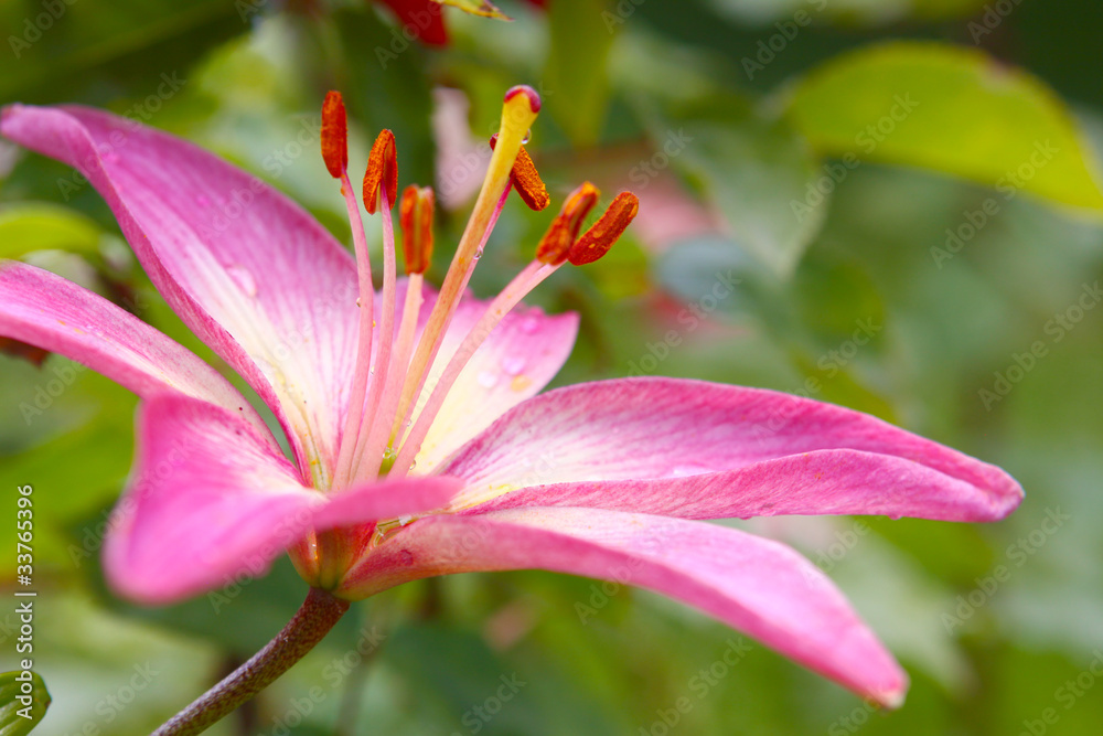 Fototapeta premium pink lily