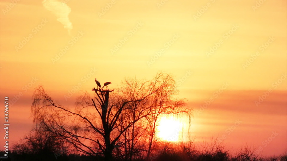Silhouette of a white storks in the nest Silhouette of a white storks in the nest