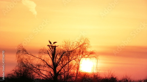 Silhouette of a white storks in the nest