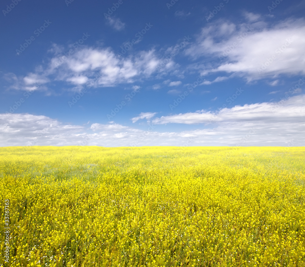 Obraz premium żółte pole