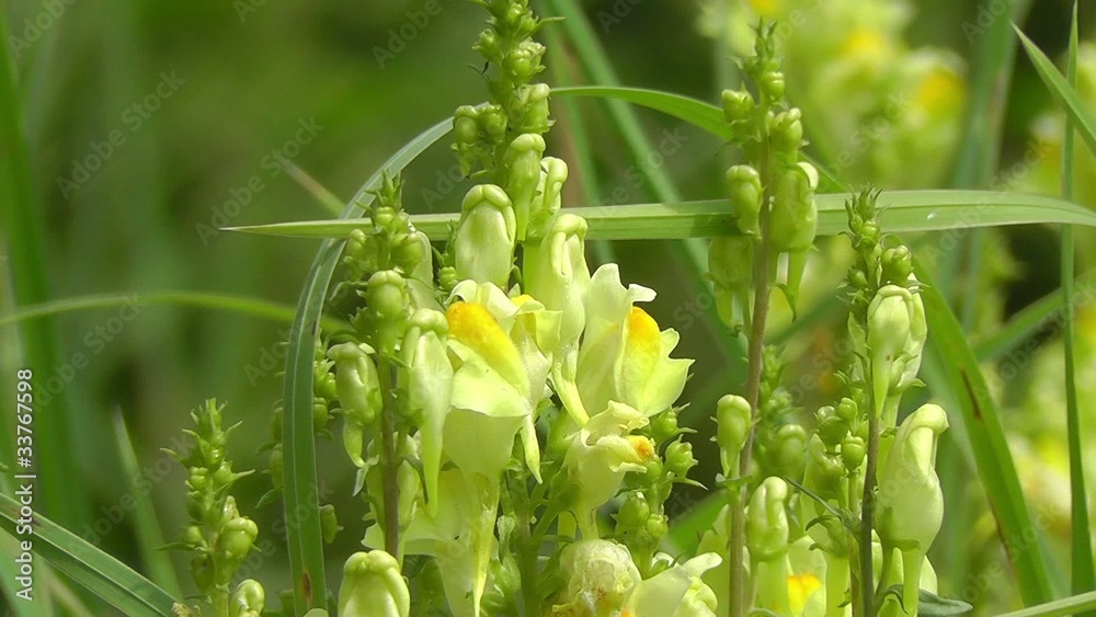 Echte Leinkraut - Linaria vulgaris - 2 Szenen Echte Leinkraut - Linaria vulgaris - 2 Szenen