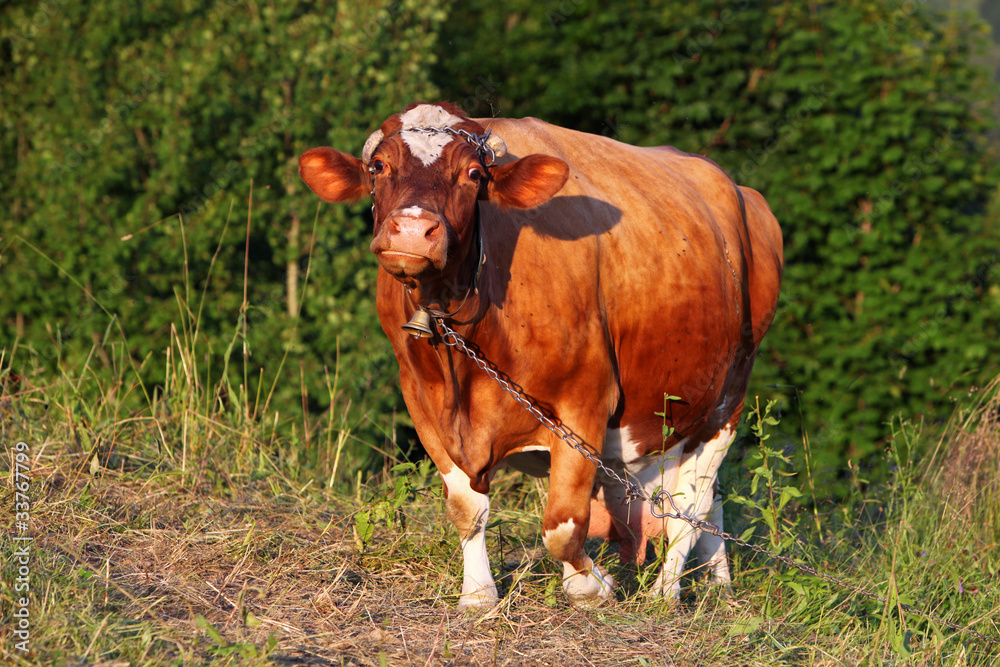 Obraz premium Cow in meadow