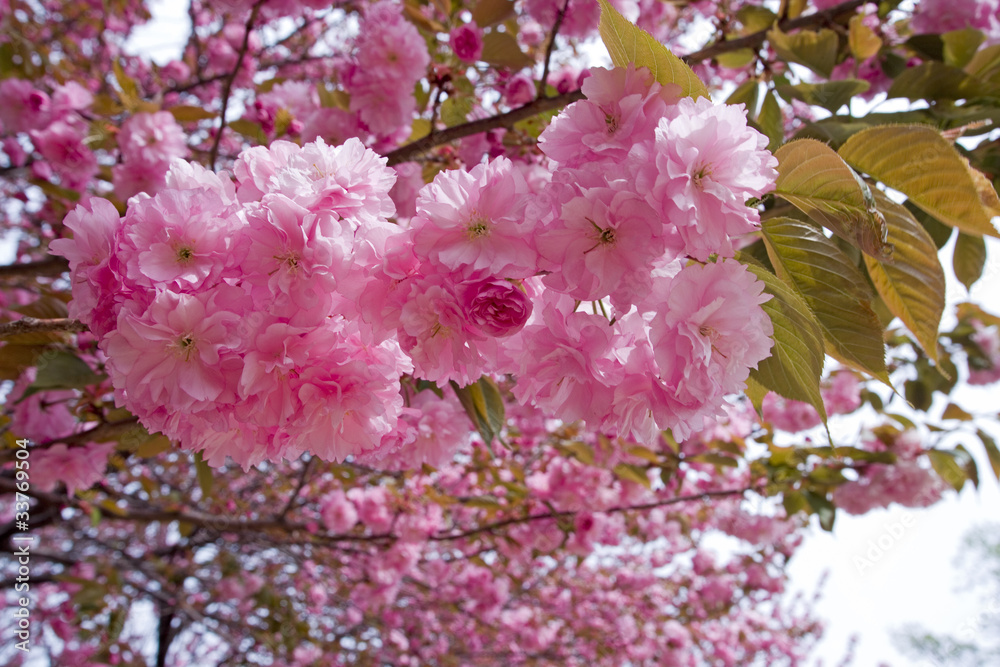 Fototapeta premium 八重桜
