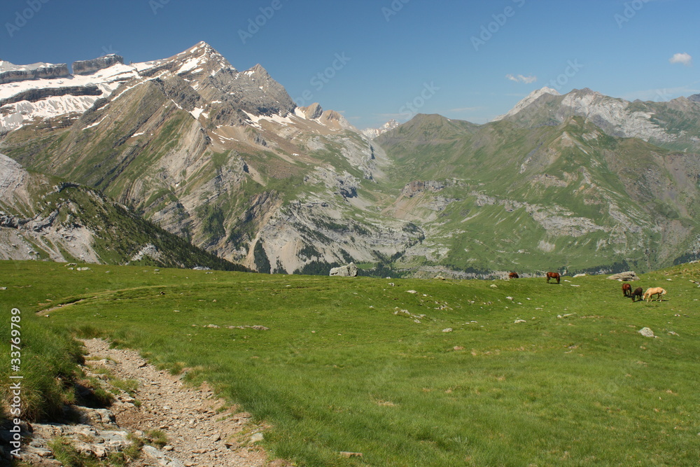 alpine meadow with horses