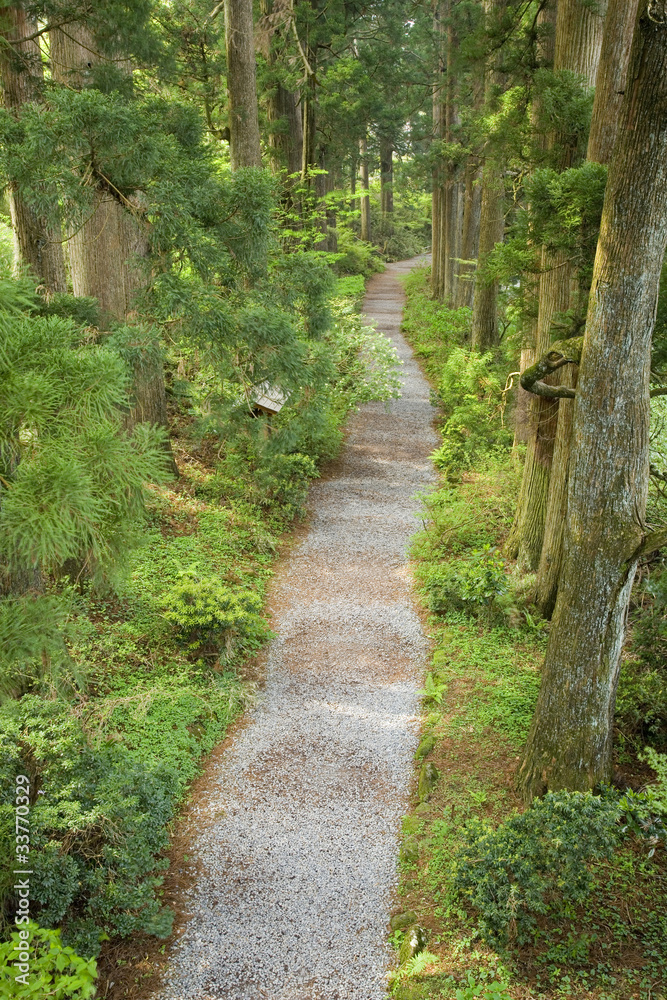 箱根旧街道杉並木