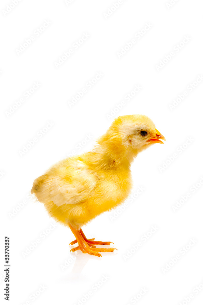 Kücken Kücken