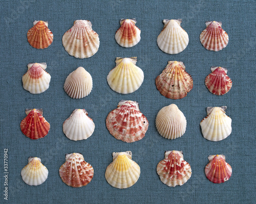 variety of sea Shells on blue fabric