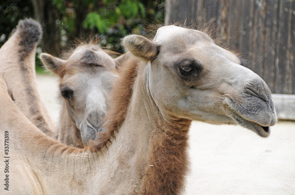 Obraz premium Trampeltier