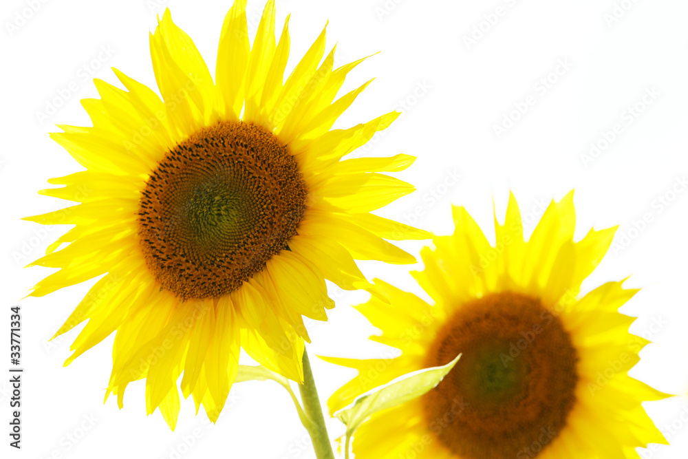 Obraz premium Sunflowers