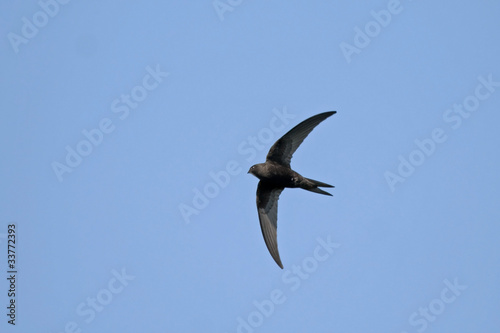 Swift flight (Common Swift / Apus apus)