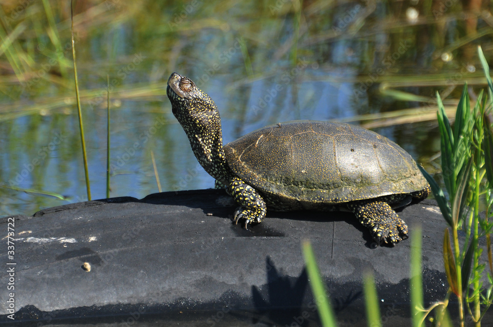 Obraz premium Turtle on the stone